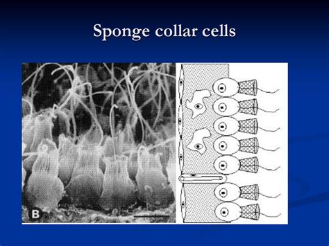 collar cells in sponges are similar to